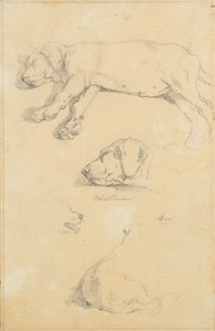 Studi di cani: Waldmann e Ami