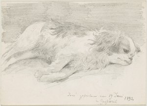 Studi di cani