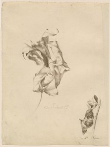 Foglie avvizzite da Friedrich Olivier