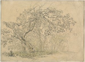 Boschetto di alberi (verso)