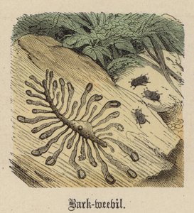 Punteruolo della corteccia da Friedrich Specht