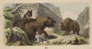 Orso