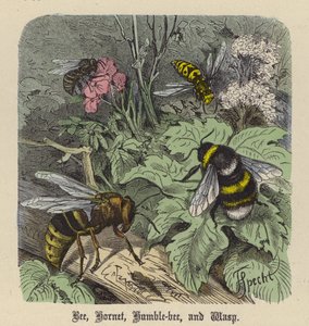 Ape, Calabrone, Bombi e Vespa da Friedrich Specht