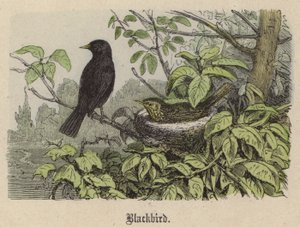 Merlo da Friedrich Specht