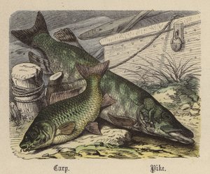 Carpa, Luccio da Friedrich Specht