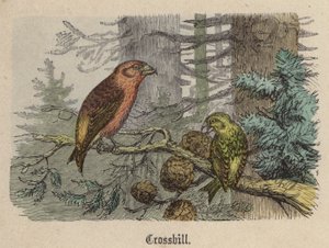 Crociere (incisione colorata)