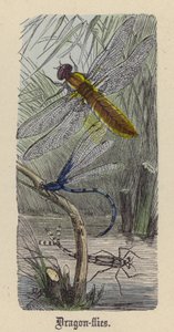 Libellule