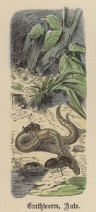 Lombrico, Formiche (incisione colorata) da Friedrich Specht