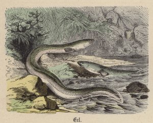 Anguilla (incisione colorata) da Friedrich Specht