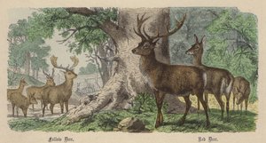 Daino, Cervo Rosso (incisione colorata)