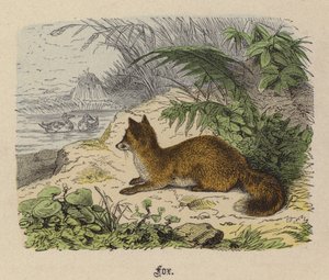 Volpe da Friedrich Specht