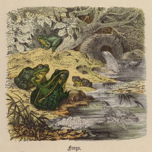 Rane (incisione colorata) da Friedrich Specht