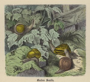 Lumache da Giardino da Friedrich Specht