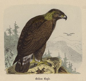 Aquila Reale (incisione colorata) da Friedrich Specht