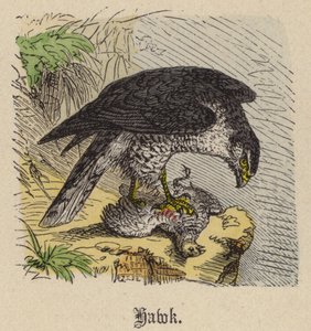 Falco (incisione colorata) da Friedrich Specht