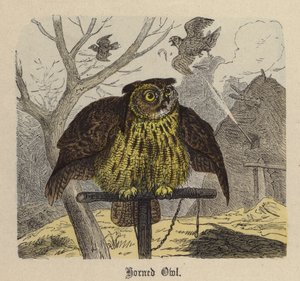 Gufo cornuto da Friedrich Specht