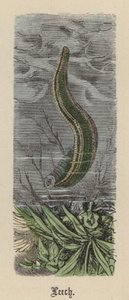 Sanguisuga da Friedrich Specht
