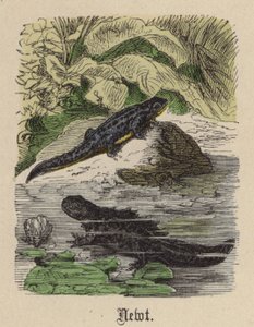Tritone