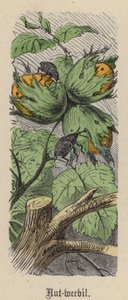 Punteruolo delle nocciole da Friedrich Specht