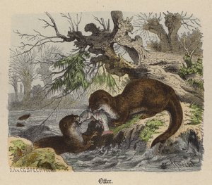 Lontra