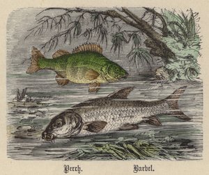 Persico, Barbo da Friedrich Specht