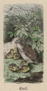 Quaglia da Friedrich Specht
