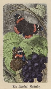 Farfalla Ammiraglio Rosso da Friedrich Specht