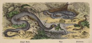 Serpente ad anelli, Vipera, Orbettino