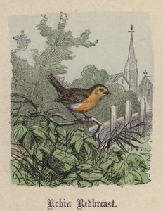 Pettirosso da Friedrich Specht