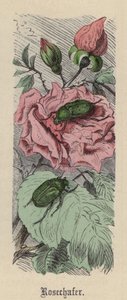 Maggiolino (incisione colorata) da Friedrich Specht