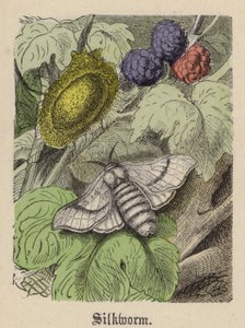 Baco da seta da Friedrich Specht