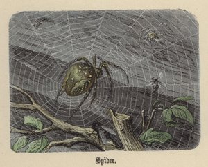 Ragno da Friedrich Specht