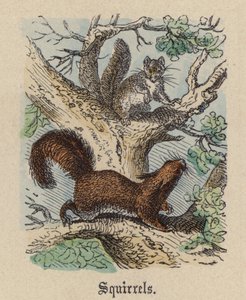 Scoiattoli (incisione colorata) da Friedrich Specht