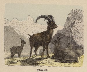 Stambecco da Friedrich Specht