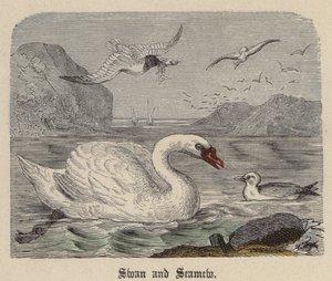 Cigno e Gabbiano da Friedrich Specht