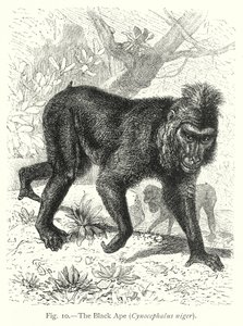  da Friedrich Specht