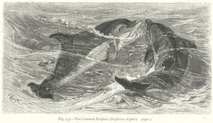 Il delfino comune (Delphinus Delphis) (incisione) da Friedrich Specht
