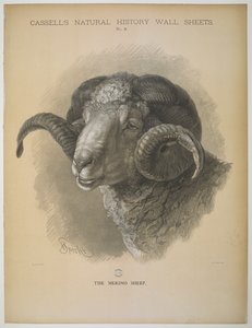 La Pecora Merino, da 