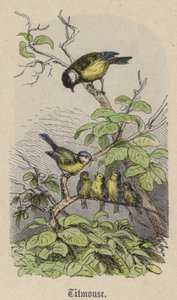 Cinciallegra da Friedrich Specht