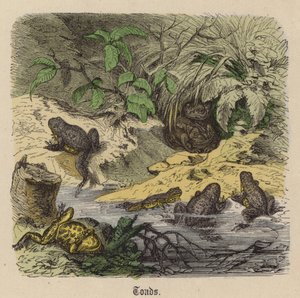 Rane da Friedrich Specht
