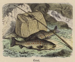 Trota da Friedrich Specht