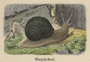 Chiocciola dei vigneti