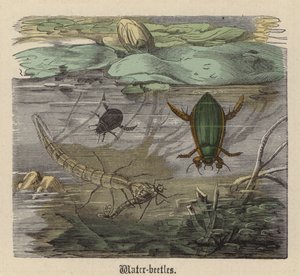 Coleotteri d