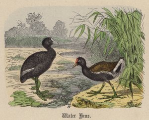 Gallinelle d