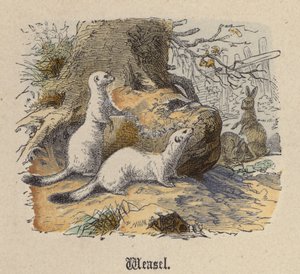 Donnola (incisione colorata) da Friedrich Specht