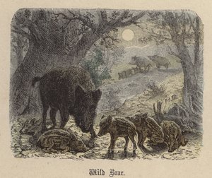 Cinghiale da Friedrich Specht