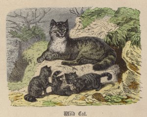 Gatto selvatico da Friedrich Specht