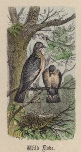 Colomba selvatica da Friedrich Specht