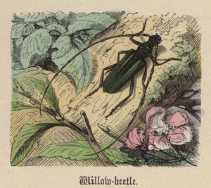 Crisomela del salice