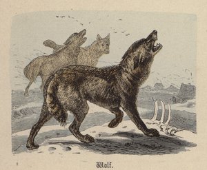 Lupo (incisione colorata)